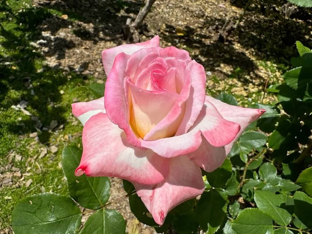 Rosa 'Secret' (Secret Hybrid Tea Rose) — Northwest Blooms
